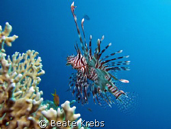 Lionfish in the Res Sea ,  taken with Canon S70 and INON ... by Beate Krebs 